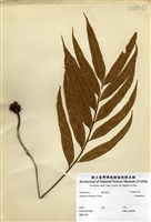 藏品(南海鐵角蕨)的圖片